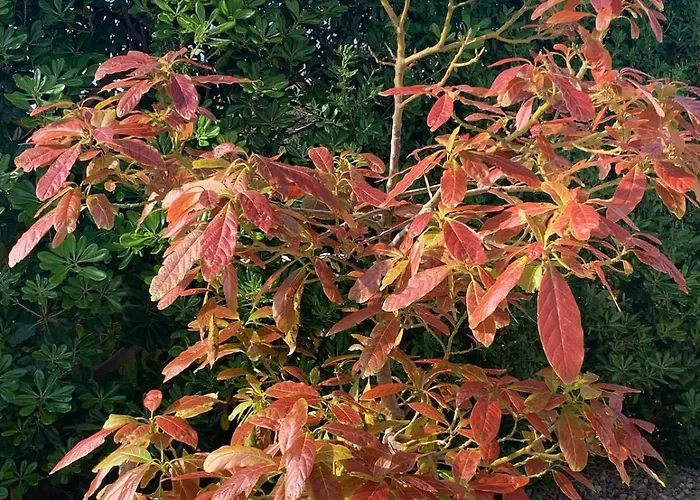Agua Turquesa فيلة بونتا بريما