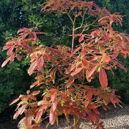 Agua Turquesa Villa Punta Prima (Menorca)